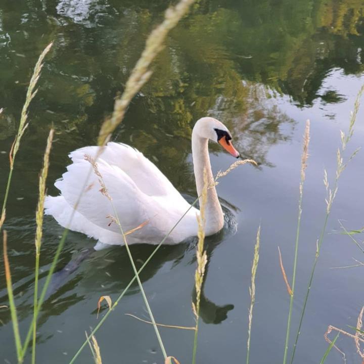 De Vliegende Vlinder Bed & Breakfast Nederweert Eksteriør bilde