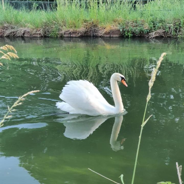 De Vliegende Vlinder Bed & Breakfast Nederweert Eksteriør bilde